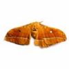 Sell  Male Silk Moth Extract